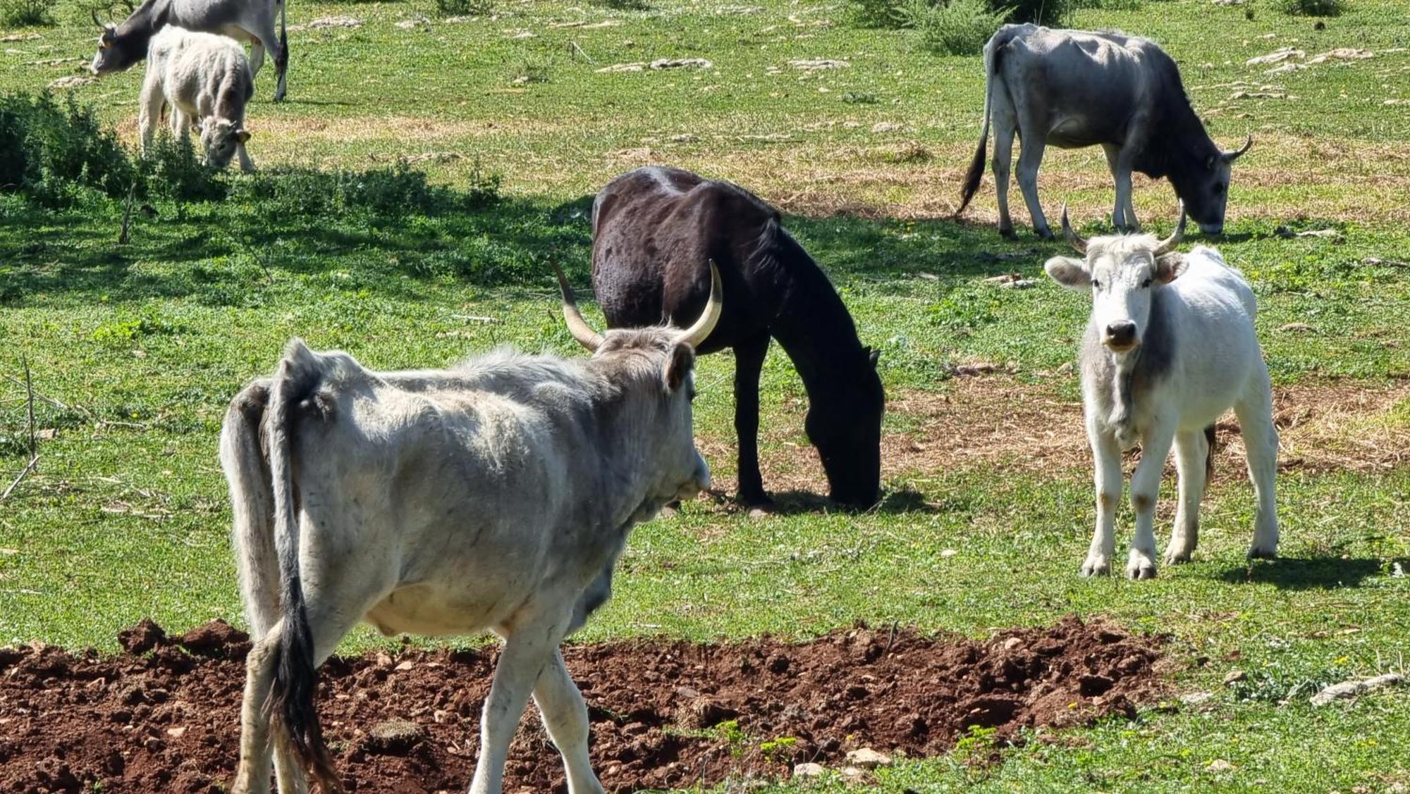 Agriturismo Iazzo Scagno Мартина Франка Екстериор снимка
