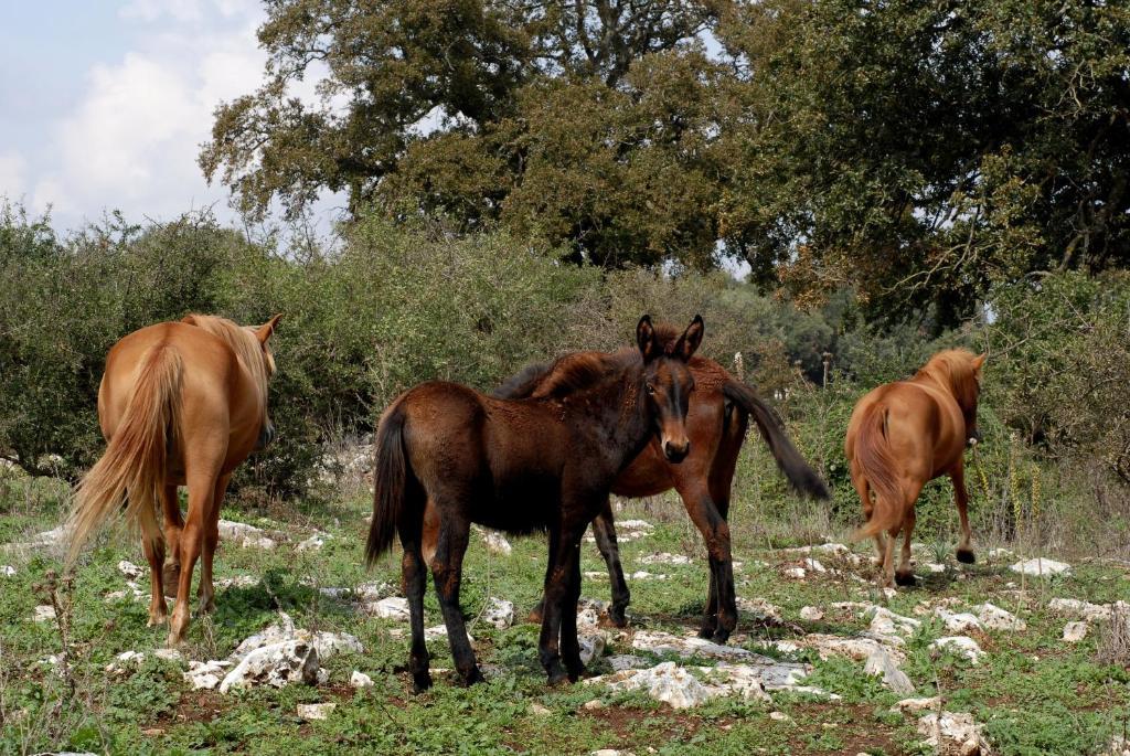 Agriturismo Iazzo Scagno Мартина Франка Екстериор снимка